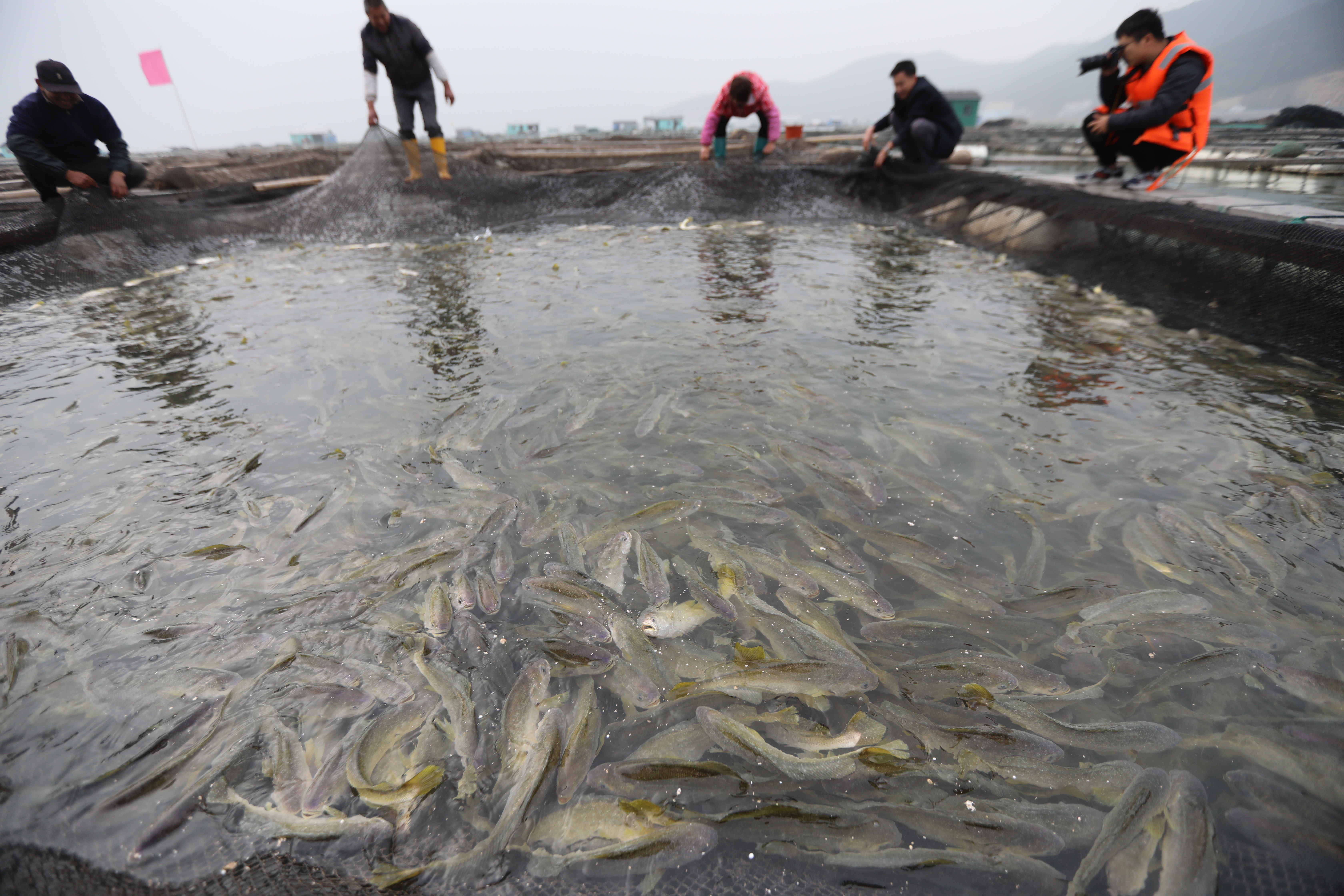 直播回放丨北纬30斑斓海乡探访黄鱼养殖第一村